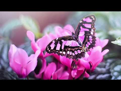 Opwekking 585 Er is een dag VV