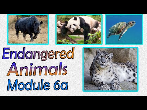 Excel 8 grade Module 6 a Endangered animals