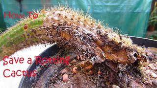 How to Save a ROTTING Cactus