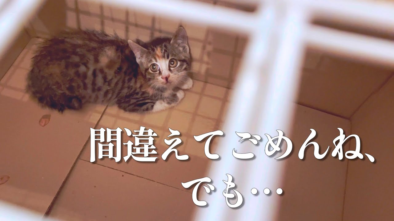 間違えてごめんね。それでも助けたかった。I’m Sorry I Got It Wrong… But I Just Wanted to Save You.