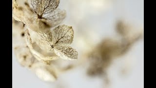 Lichen sclero-atrofico vulvare: le terapie che silenziano i sintomi