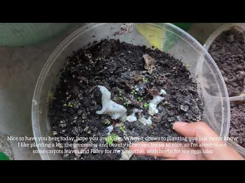 🇨🇦cutting herbs for our smoothie | watering the garden | health daily smoothie