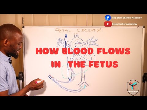 How BLOOD flows in the FETUS - Fetal Circulation