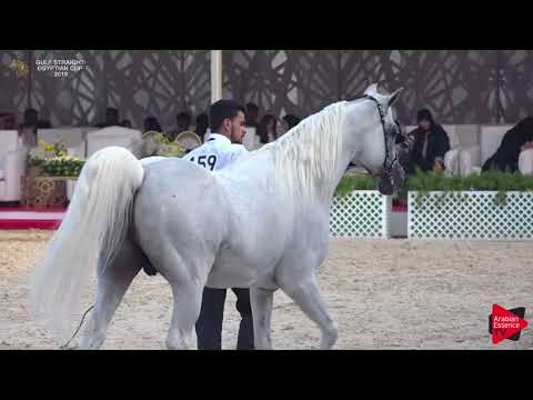 159 RAAD AL SHAQAB   Gulf SE Cup 2018