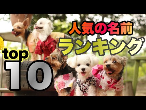 4本足の友達にぴったりの犬の名前を見つけるにはどうすればよいですか?
