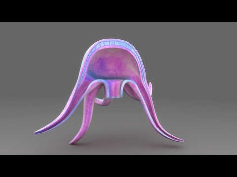 Vídeo: Animais invertebrados I