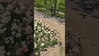 チューリップ畑へ 国営アルプスあづみの公園にて
