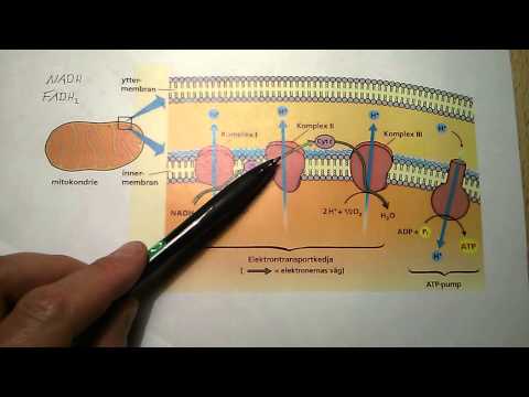 Arvids metabolism 6 - elektrontransportkedjan