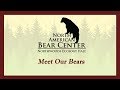 Meet Our Bears North American Bear Center Ely MN
