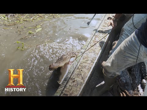 沼の人々：500ポンド・ゲーターは鋼鉄の爪を持っている (シーズン11) ｜歴史 (Swamp People: 500 POUND GATOR HAS JAWS OF STEEL (Season 11) | History)