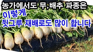 무,배추씨앗 파종. 일반농가에서도 이렇게 뒷그루 재배로도 많이합니다.(무 파종법, 배추 파종법, 김장무 갈기…