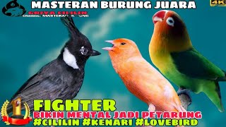 Download lagu ISIAN MURAI GACOR _ Cililin vs Kenari vs Lovebird _ MASTERAN AMPUH SEMUA BURUNG mp3 Download lagu ISIAN MURAI GACOR _ Cililin vs Kenari vs Lovebird _ MASTERAN AMPUH SEMUA BURUNG mp3