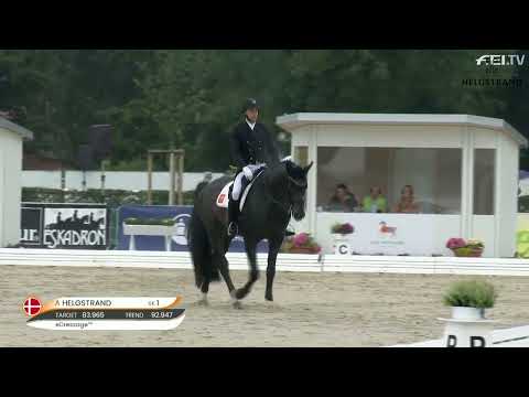 Jovian by Apache / Tango - stallion born 2014 (GER)