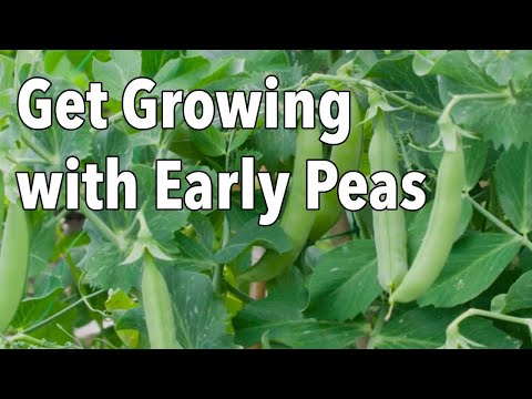 YouTube video about: When to plant peas in iowa?