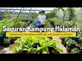 TANAM SAYUR KAMPUNG HALAMAN DI RUMAH