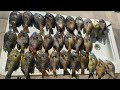 Look at these Monster Bluegill and Shellcrackers!!! Banging them in the mouth!!!!