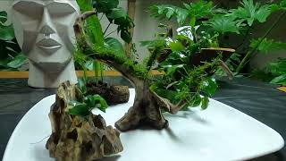 Simple ways of attaching plants to driftwood and stone.