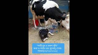 গাভী,দুধ ও ধকল পুঁথি