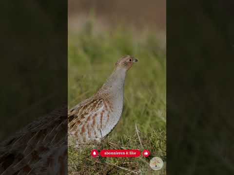 Rebhuhn: Vogel des Jahres 2026 – 3 Fakten & Praxistipps für den Naturgarten