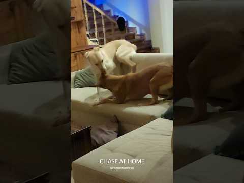 Chase at HOME ⭐️ With Dolf , Jooji 📍