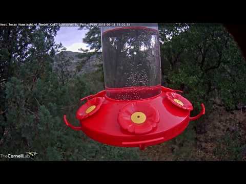 Male Rivoli's Hummingbird Interrupts Broad-taileds at the Feeder – June 8, 2018