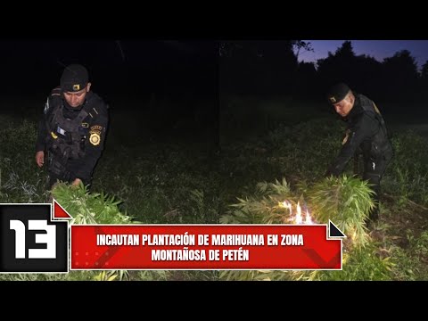 Incautan plantación de marihuana en zona montañosa de Petén