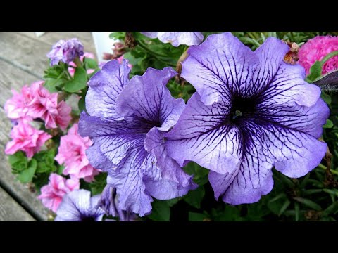 11 .five colours Petunia flower video by-Gurjit Singh s.2017