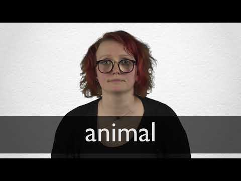 French Translation of “animal” | Collins English-French Dictionary