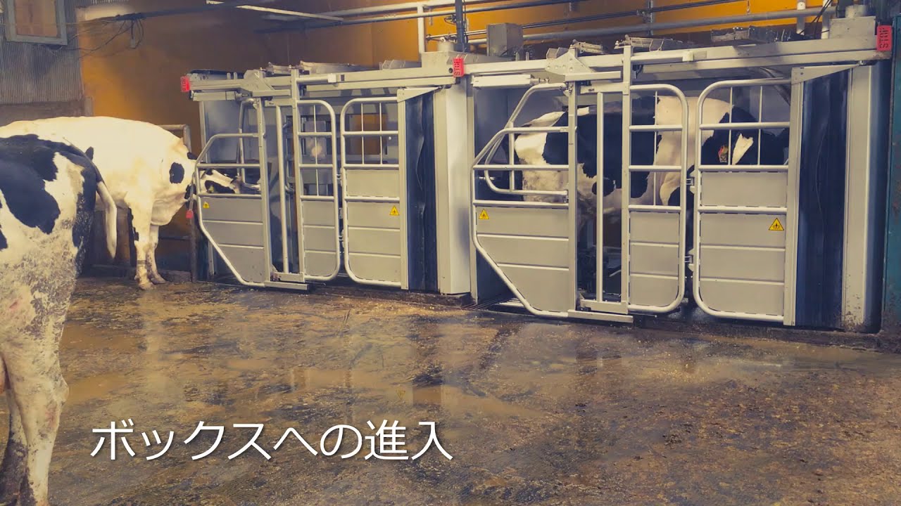 【スマート農業とちぎ】搾乳ロボット