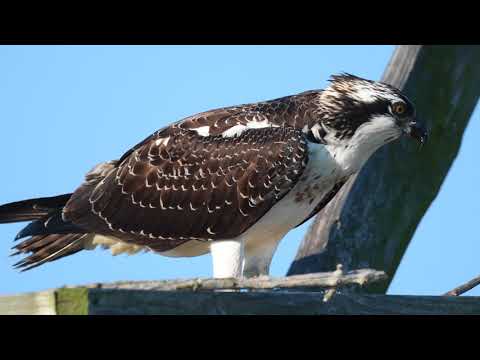Juvenile Osprey Eating a Fish