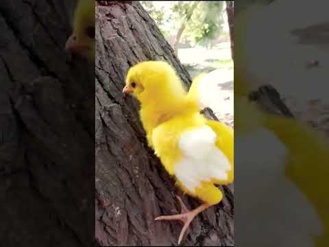 , title : 'Wow baby hen funny moment | funny chicks video || coloured chicks | chicken hen baby part 1 #shorts'