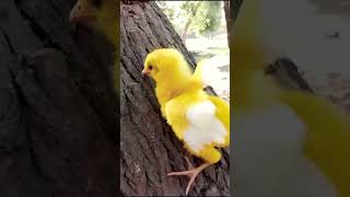 Download lagu Wow baby hen funny moment funny chicks video colou... mp3