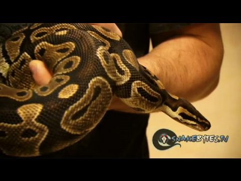 Snake Bytes TV - Snake Disaster