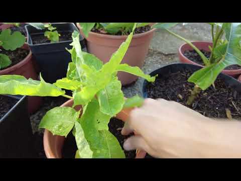 Die neuesten Entwicklungen bei Carica papaya