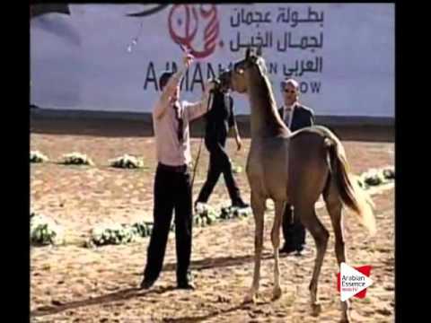 N.153 JA MOBAREZ AL JAZEERA - Ajman 2016 - Colts 1 year old (Class 7A)