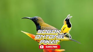 Download lagu SUARA SOGOK ONTONG PIKAT || YANG SUSAH TURUN 100% AMPUHH mp3