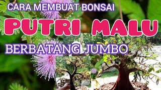 Download lagu CARA MEMBUAT BONSAI PUTRI MALU BERBATANG GEDE. mp3 Download lagu CARA MEMBUAT BONSAI PUTRI MALU BERBATANG GEDE. mp3