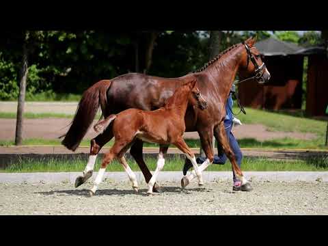 HF von Floriscount x For Compliment