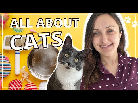 Crazy for CATS 🐈 || English Vocabulary Lesson || learn English with me and Marshall!
