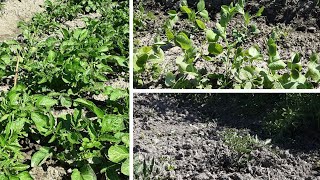 My Vegetables in my garden 2024