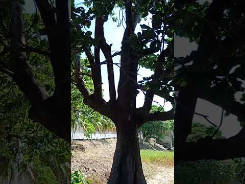 lagoa do preá bairro de lagoa Nova Natal RN