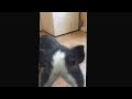 Vladdy The Mini Pig Making Noise Grunts