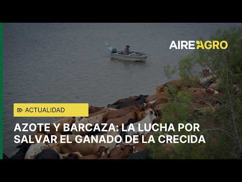 Azote y barcaza: la lucha por salvar el ganado de la crecida
