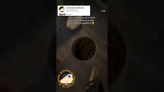 Sempre que alimento o meu gato, inspecionar o copo para ter a certeza de que não há comida lá dentro
