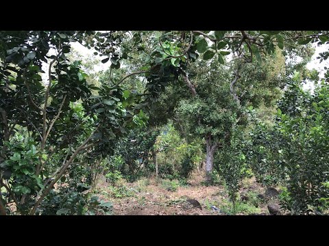 Thực trạng và niềm tin về nông nghiệp Việt Nam