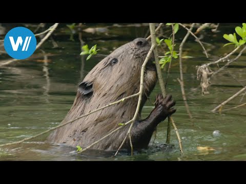 Beavers, the builders of the Elbe (360° - GEO Reportage)