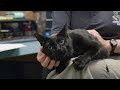 Pet Of The Week BUSTER