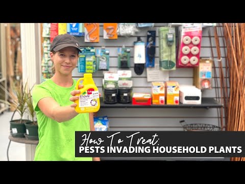 How To Treat: Melee Bug, Fungus Gnat and Spider Mites