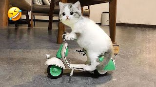 New Funny Animals 2023 😍😁 Funniest Cats and 