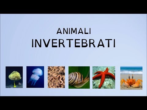 ANIMALI INVERTEBRATI